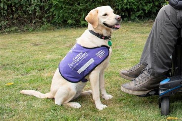 How MS assistance dog Martha makes my world better